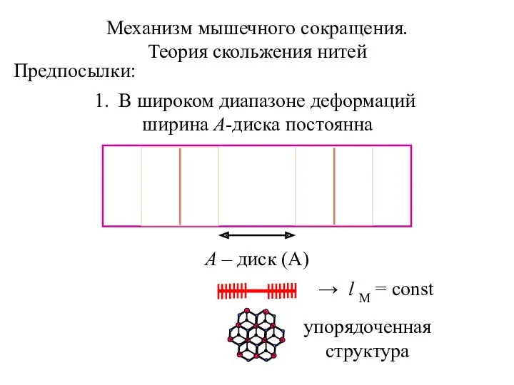 Механизм мышечного сокращения. Теория скольжения нитей Предпосылки: В широком диапазоне