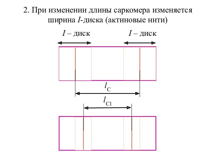 2. При изменении длины саркомера изменяется ширина I-диска (актиновые нити)