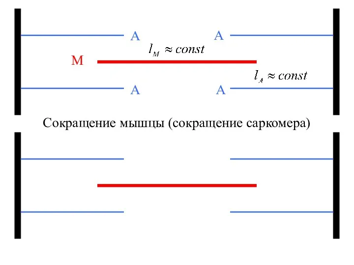 Сокращение мышцы (сокращение саркомера) М А А А А