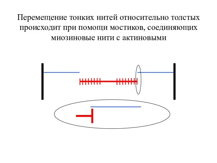 Перемещение тонких нитей относительно толстых происходит при помощи мостиков, соединяющих миозиновые нити с актиновыми