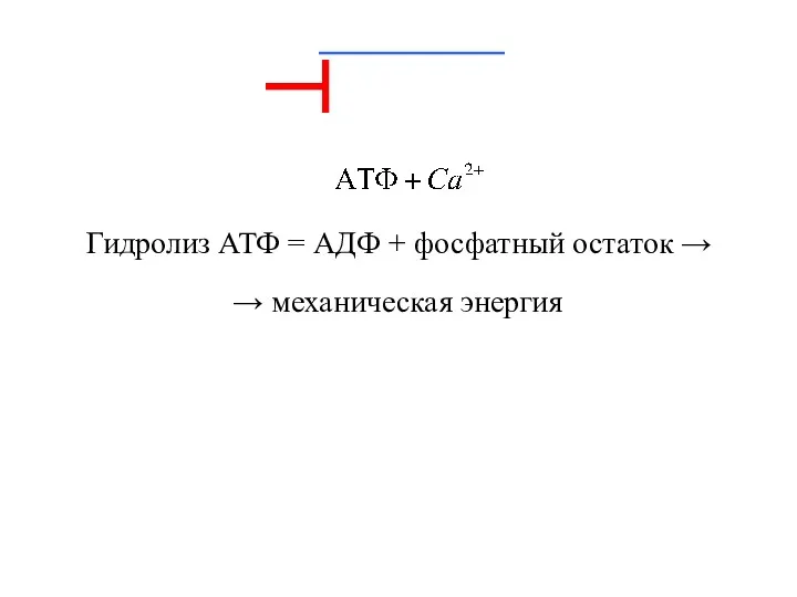 Гидролиз АТФ = АДФ + фосфатный остаток → → механическая энергия