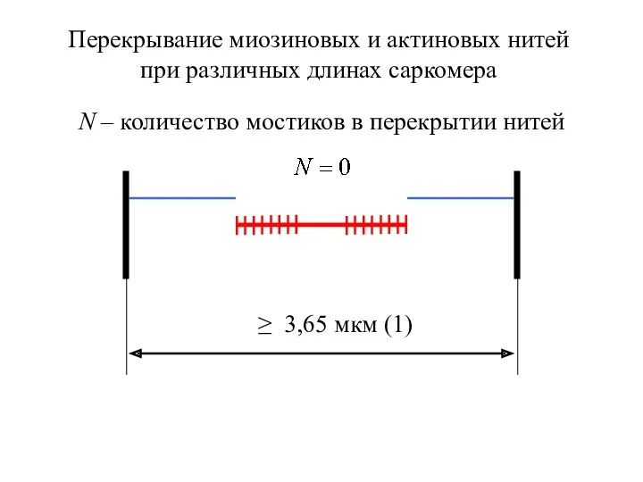 Перекрывание миозиновых и актиновых нитей при различных длинах саркомера N