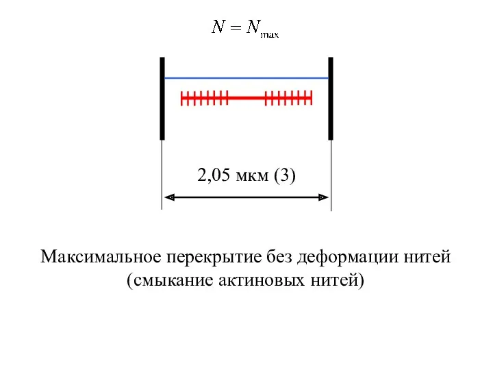 2,05 мкм (3) Максимальное перекрытие без деформации нитей (смыкание актиновых нитей)