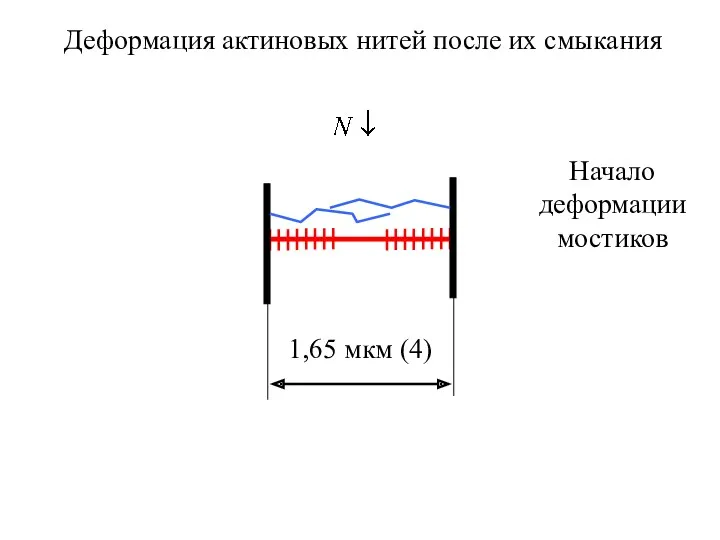 1,65 мкм (4) Деформация актиновых нитей после их смыкания Начало деформации мостиков