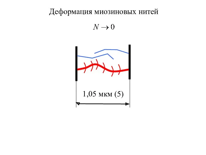 1,05 мкм (5) Деформация миозиновых нитей