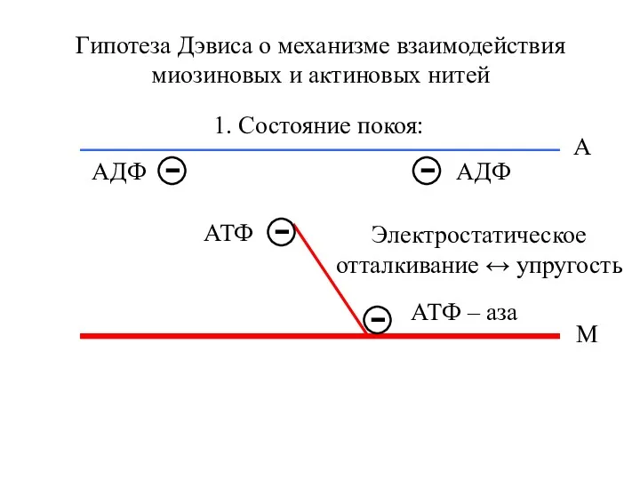 Гипотеза Дэвиса о механизме взаимодействия миозиновых и актиновых нитей 1.