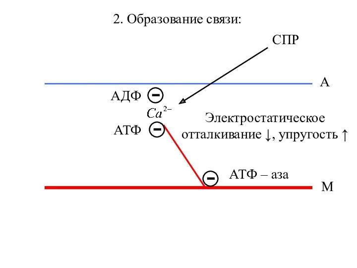 2. Образование связи: М А АТФ – аза АТФ АДФ СПР Электростатическое отталкивание ↓, упругость ↑