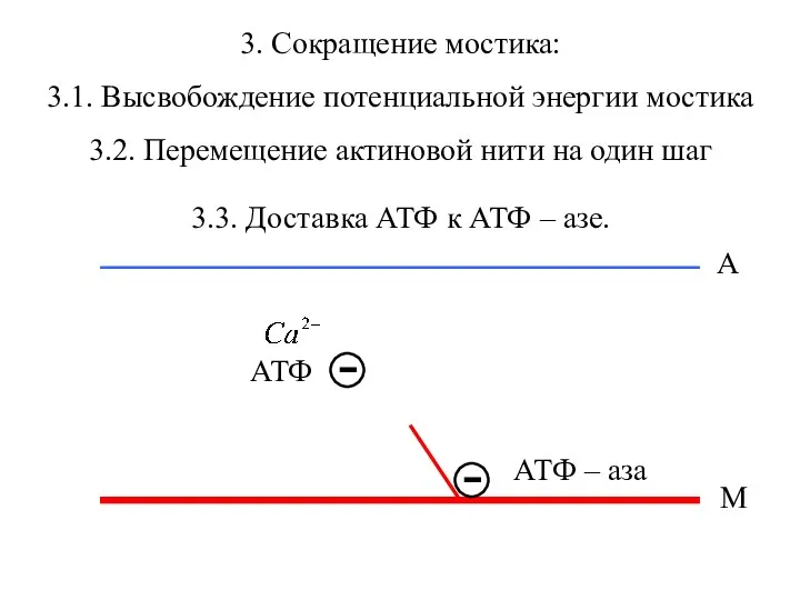 3. Сокращение мостика: М А АТФ – аза 3.1. Высвобождение