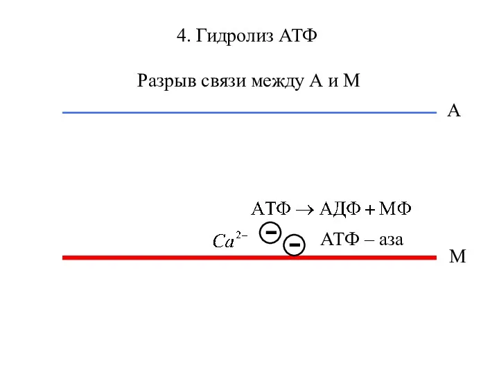 4. Гидролиз АТФ М А АТФ – аза Разрыв связи между А и М