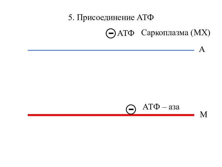 5. Присоединение АТФ М А АТФ – аза Саркоплазма (МХ)