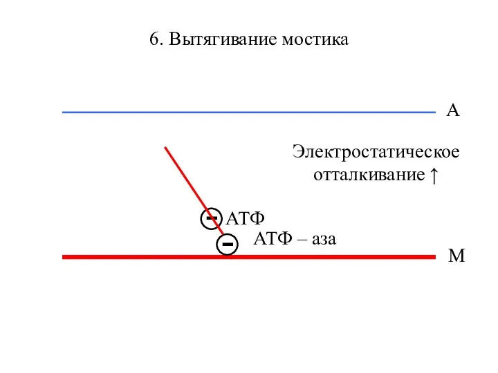 6. Вытягивание мостика М А АТФ – аза Электростатическое отталкивание ↑