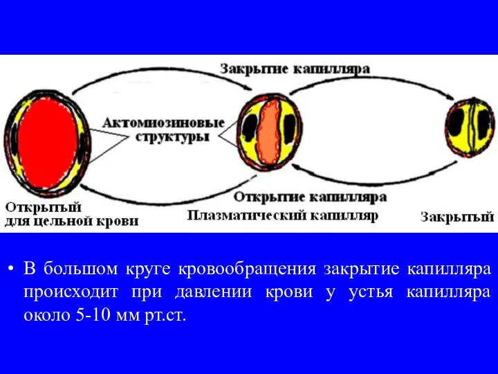 Регуляция состояния капилляров В большом круге кровообращения закрытие капилляра происходит