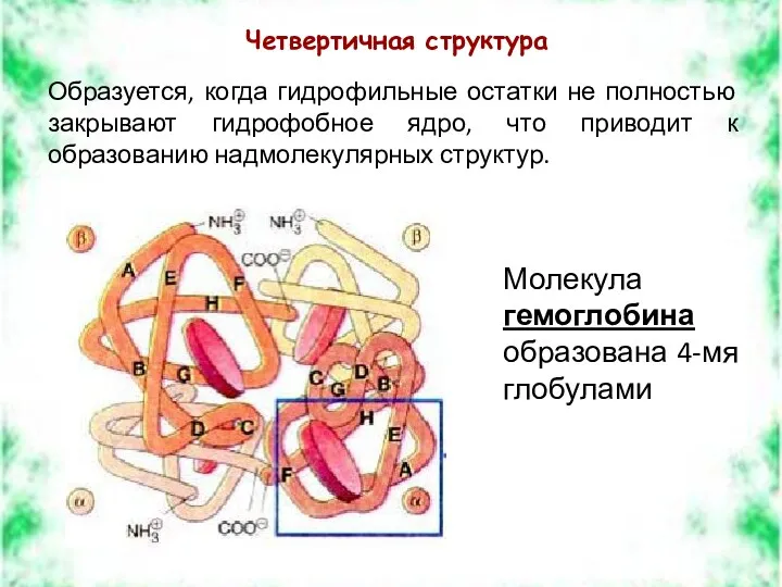 Четвертичная структура Образуется, когда гидрофильные остатки не полностью закрывают гидрофобное ядро, что приводит