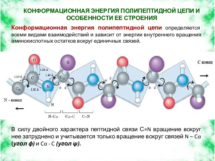 КОНФОРМАЦИОННАЯ ЭНЕРГИЯ ПОЛИПЕПТИДНОЙ ЦЕПИ И ОСОБЕННОСТИ ЕЕ СТРОЕНИЯ Конформационная энергия