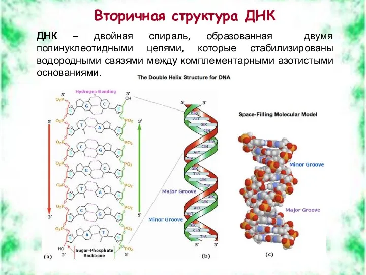 Вторичная структура ДНК ДНК – двойная спираль, образованная двумя полинуклеотидными цепями, которые стабилизированы