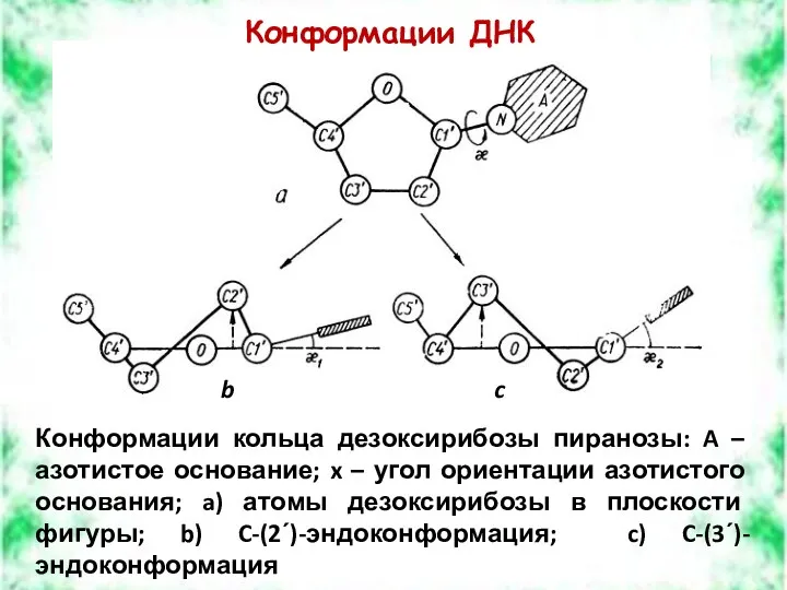 Конформации ДНК Конформации кольца дезоксирибозы пиранозы: A – азотистое основание; x – угол