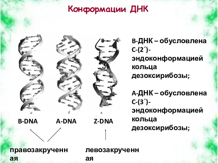 Конформации ДНК B-DNA A-DNA Z-DNA B-ДНК – обусловлена C-(2ʹ)-эндоконформацией кольца дезоксирибозы; A-ДНК –