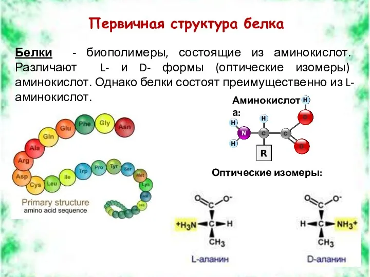 Первичная структура белка Белки - биополимеры, состоящие из аминокислот. Различают L- и D-