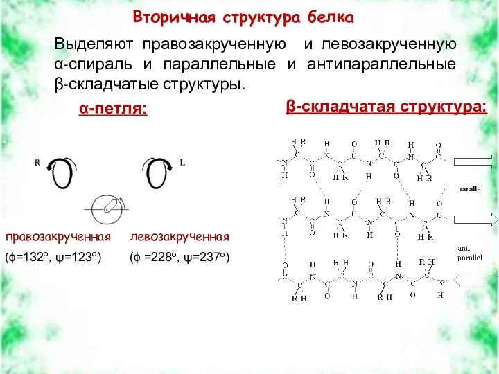 правозакрученная (ϕ=132о, ψ=123о) левозакрученная (ϕ =228о, ψ=237о) Вторичная структура белка