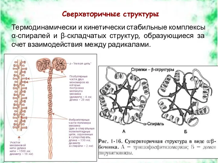 Сверхвторичные структуры Термодинамически и кинетически стабильные комплексы α-спиралей и β-складчатых