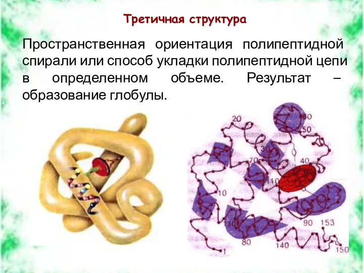 Третичная структура Пространственная ориентация полипептидной спирали или способ укладки полипептидной