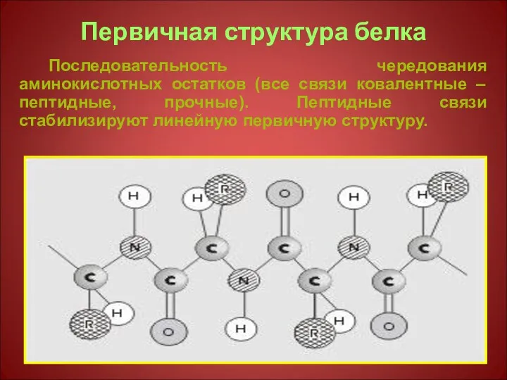 Первичная структура белка Последовательность чередования аминокислотных остатков (все связи ковалентные