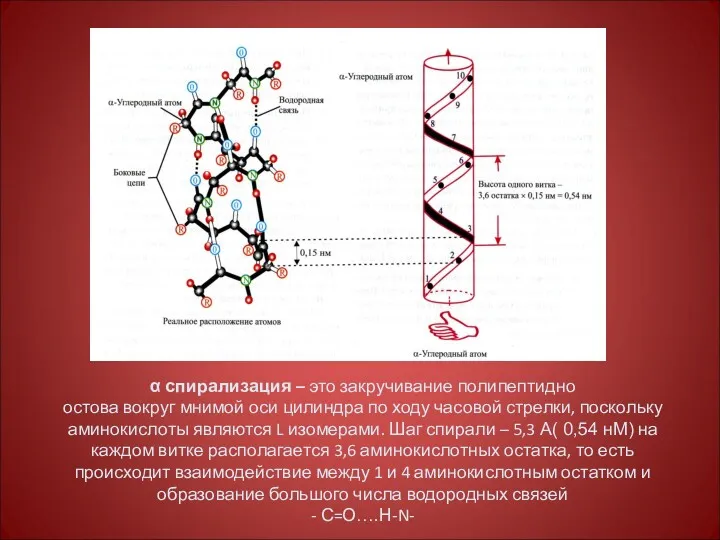 α спирализация – это закручивание полипептидно остова вокруг мнимой оси