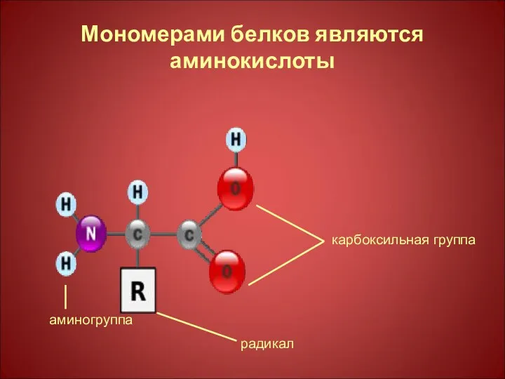 Мономерами белков являются аминокислоты карбоксильная группа радикал аминогруппа