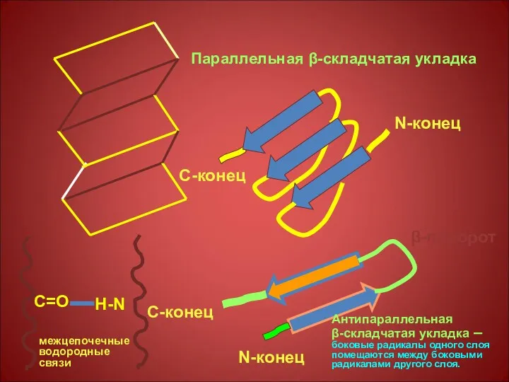 N-конец С-конец Параллельная β-складчатая укладка β-поворот N-конец С-конец Антипараллельная β-складчатая