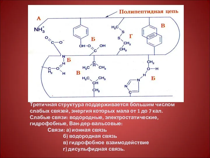 Третичная структура поддерживается большим числом слабых связей, энергия которых мала