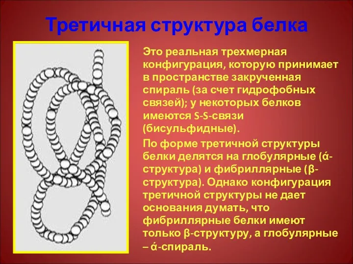 Третичная структура белка Это реальная трехмерная конфигурация, которую принимает в