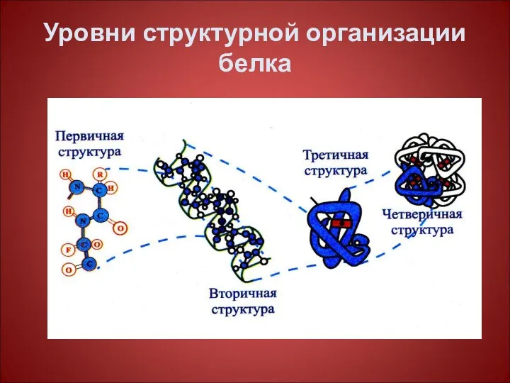 Уровни структурной организации белка