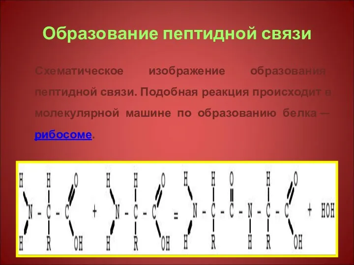 Образование пептидной связи Схематическое изображение образования пептидной связи. Подобная реакция