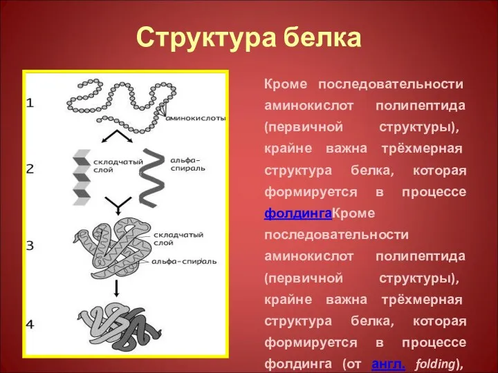 Структура белка Кроме последовательности аминокислот полипептида (первичной структуры), крайне важна