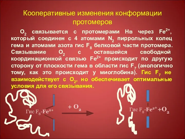 Кооперативные изменения конформации протомеров О2 связывается с протомерами Нв через