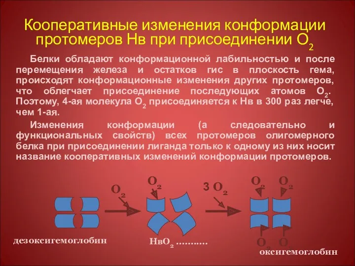 Кооперативные изменения конформации протомеров Нв при присоединении О2 Белки обладают