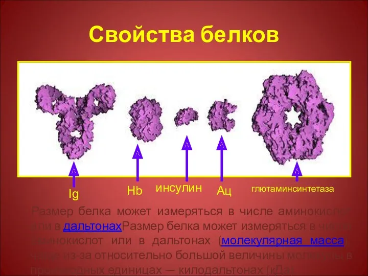 Свойства белков Размер белка может измеряться в числе аминокислот или