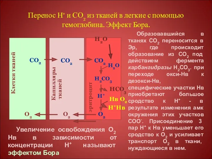 Перенос Н+ и СО2 из тканей в легкие с помощью