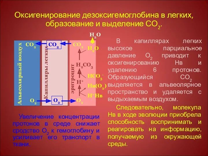 Оксигенирование дезоксигемоглобина в легких, образование и выделение СО2. Увеличение концентрации