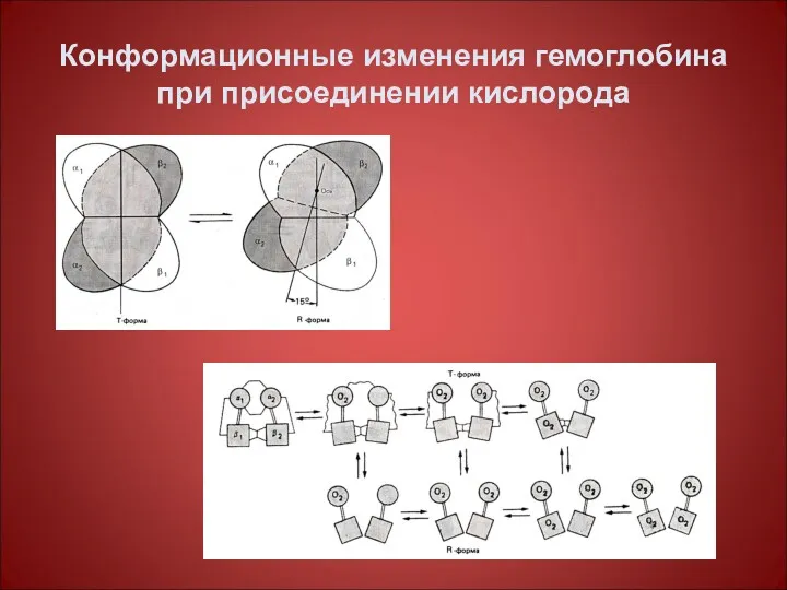 Конформационные изменения гемоглобина при присоединении кислорода