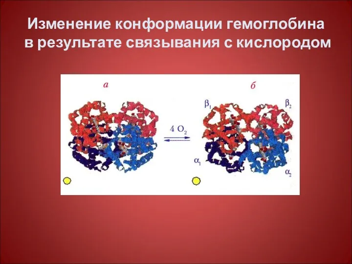 Изменение конформации гемоглобина в результате связывания с кислородом