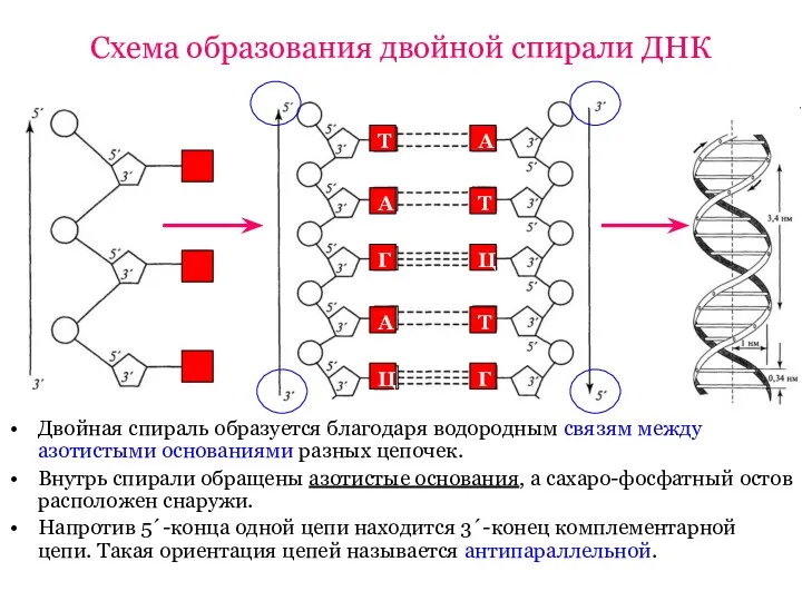 Схема образования двойной спирали ДНК Двойная спираль образуется благодаря водородным