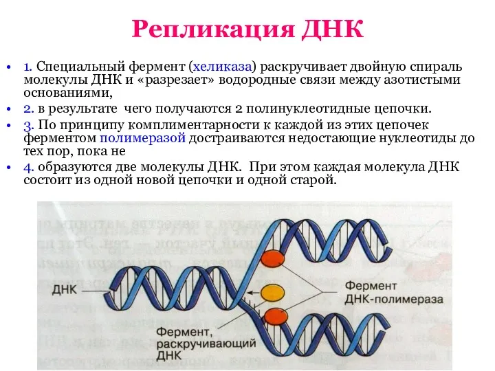 Репликация ДНК 1. Специальный фермент (хеликаза) раскручивает двойную спираль молекулы