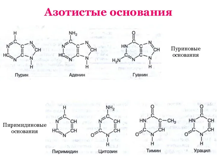 Азотистые основания Пуриновые основания Пиримидиновые основания