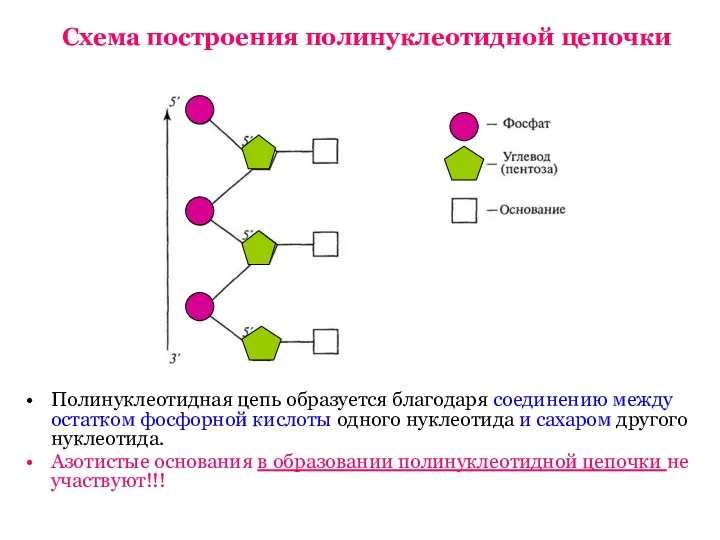 Схема построения полинуклеотидной цепочки Полинуклеотидная цепь образуется благодаря соединению между