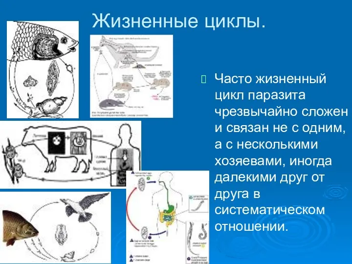 Жизненные циклы. Часто жизненный цикл паразита чрезвычайно сложен и связан