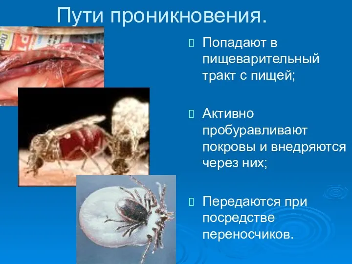 Пути проникновения. Попадают в пищеварительный тракт с пищей; Активно пробуравливают