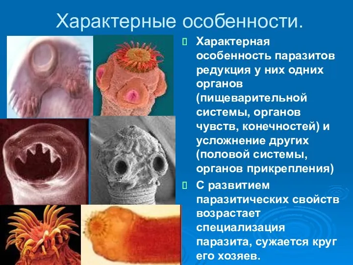 Характерные особенности. Характерная особенность паразитов редукция у них одних органов(пищеварительной