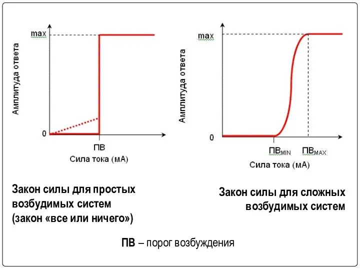 Закон силы для простых возбудимых систем (закон «все или ничего»)