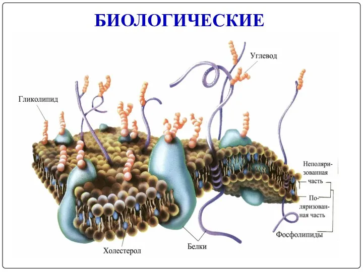 БИОЛОГИЧЕСКИЕ МЕМБРАНЫ